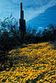 Goldpoppies and an old saguaro, Peralta Road, Superstition Mountains