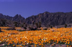 A dense stand of Mexican Goldpoppies, and in the distance the Rabbit Ear Spires.