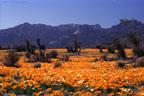 An expanse of Mexican Goldpoppies on the eastern slopes of the Organ Mountains.