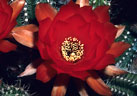 Flower of the Peanut Cactus Echinopsis ( Lobivia) Chamaecereus.