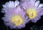 Flowers of the Chin cactus Gymnocalisium altagracien - Argentina