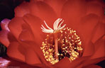 Detail of a blossom of the Echinopsis (Trichocereus) x 'Cherry Red' developed by Dr. Mark Dimmitt of Tuscon, Arizona.