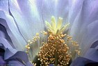 Detail of a blossom of the Echinopsis hybrid 'Los Angeles'.