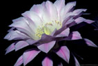 Flower of the night blooming Echinopsis hybrid 'Los Angeles' . 