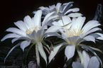 June - Flowers of the night blooming cactus Echinopsis eyriesii in cultivation at Las Cruces, New Mexico