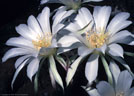 Flowers of the night blooming cactus Echinopsis eyriesii in cultivation at Las Cruces, New Mexico