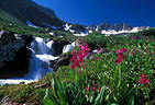 Parry's Primrose by a small waterfall in American Basin.