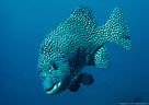 The Pacific Beakfish (Oplegnathus insignis) in the deep water off Isla Santa Fe (Barrington), Islas Galpagos, Ecuador