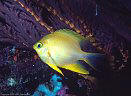 Golden Damselfish by Gorgonians, Marion Reef, Coral Sea, Australia