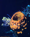 Orange Urn Sponge.  To the left is a grouping of purple and yellow Verongias. - North Wall, Grand Cayman Island