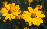 Some Wildflowers of the Organ Mountains - Gallery 2