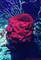 Giant Red Urn Sponge on an exposed rocky shelf, with Deep Water Gorgonians  - North Wall, Grand Cayman Island 