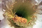 Detail of a flower of the night-blooming cactus Harrisia jusbertii.