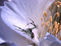 Small spider on a blossom of the night blooming cactus Harrisia jusbertii.