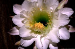 A spectacular flower of the night-blooming cactus Harrisia jusbertii.