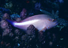 Arc-eyed Hawkfish on Coral branches, Mana, Fiji