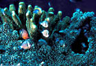 Grey Humbugs and young Abudefduf dicki by Hard Corals, Taveuni, Fiji