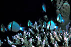 Grey Humbugs over Finger Acorporian Coral, Taveuni, Fiji