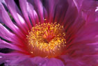 Detail of a blossom of the Echinocactus horizonthalonius or 'Turk's Head Cactus'. - Southern Organ Mountains