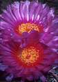 Unusually large flowers of the 'Turk's Head' cactus, from the American Southwest.