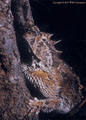 Portrait of a Texas Horned Lizard - Organ Mountains, southern New Mexico