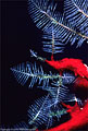 Feather Hydroids on Black Coral with Red Sponge, Little Cayman Island, BWI