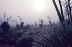 Rare ice fog leaves Soaptree Yuccas glazed with ice.   Aquirre Springs Access Road.