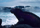 A primeval Galápagos scene, a Marine iguana and a stormy sea. Isla Hood, Islas Galápagos 