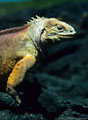 Portrait of a Land Iguana, Fernandina Island, Islas Galpagos, Ecuador