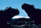 Marine Iguanas in silhouette, Isla Fernandina, Islas Galpagos, Ecuador 