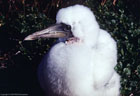 Portrait of a Gannet chick, Isla Hood, Islas Galpagos, Ecuador