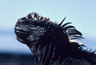 Portrait of a Marine Iguana from Isla Fernandina, Islas Galpagos, Ecuador