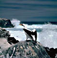 A Masked Gannet prepares to take flight as waves crash against the shore of Isla Hood. Islas Galpagos, Ecuador