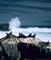 Marine Iguanas and spectacular surf, Isla Hood, Islas Galpagos, Ecuador