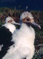 A portrait of an arrogant young Frigate Bird at Punta Vicinte Roca\., Isla Fernandina, Galpagos