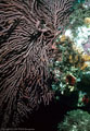 A large Gorgonian Fan and Red Tunicates at Punta Vicente Roca, Isla Fernandina, Islas Galpagos, Ecuador