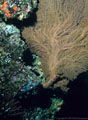 A large Gorgonian Fan on a wall at Punta Vicente Roca, Isla Fernandina, Islas Galpagos, Ecuador