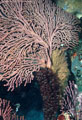 An Unusual colonial Zooanthid by a large Gorgonian Sea Fan, Punta Vicente Roca, Isla Fernandina, Islas Galpagos, Ecuador