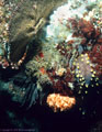 A Yellow Spotted Sea Cucumber, Ostrich Plume Hydroids, and brick-red brick-red Zooanthids, Punta Vicinte Roca, Isla Fernandina, Islas Galpagos, Ecuador