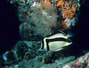 A Sythemark Butterfly Fish in the deep water off Isla Champion, Islas Galpagos, Ecuador