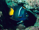 A King Anglefish in a shallow crevice, Isla Bartolome, Islas Galpagos, Ecuador