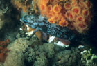 A Creole Fish in its night colors, with orange Powderpuff Coral and grey Bryzoans(?), Tagus Cove, Isla Isabela, Galpagos