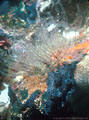 Ostrich Plume Hydroids dotted with rice-like corbulae, blue, white, and orange Sponges - Isla Guy Fawkes, Islas Galpagos, Ecuador