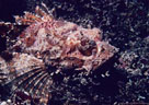 A portrait of a Scorpionfish with its venemous spines visible, Punta Espinosa, Isla Fernandina, Islas Galpagos, Ecuador