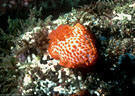 An unidentified species of orange Nudibranch, Punta Vicente Roca, Isla Fernandina, Islas Galpagos, Ecuador