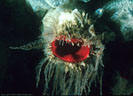 An old and unusual Red Tunicate among white Sponges, with mouth encircled with Ostrich Plume Hydroids, Punta Vicente Roca, Isla Fernandina, Galpagos, Ecuador