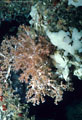 White Sponges and an unusual deep-water Soft Coral, at the mouth of an underwater cave, Isla Champion, Islas Galpagos, Ecuador