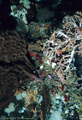 A number of marine invertebrates, among them deep-water Soft Coral, a Gorgonian Fan, and white Sponges,  Isla Champion, Islas Galpagos, Ecuador