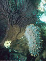 A yellow-spotted Sea Cucumber feeds by Gorgonian Sea Fans, Punta Vicente Roca, Isla Fernandina, Islas Galpagos, Ecuador