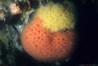 Nocturnal Powder Puff Corals in yellow and orange. These are a form of non reef-building Cup Coral, Tagus Cove, Isla Isabela, Islas Galpagos, Ecuador